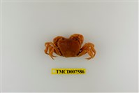 藏品(蔡氏澤蟹)的圖片